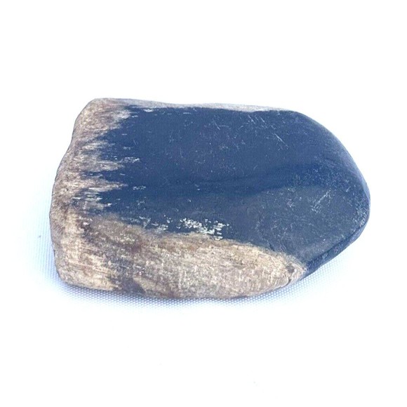 Petrified Wood From Indonesia 2.5" - Picture 7 of 12